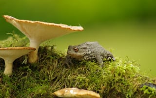 Картинка природа, лягушка, грибы