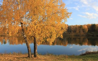 Картинка осень, озеро, листья, желтые, гладь, вода, лес, дерево