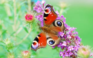Картинка бабочка, цветы, окрас, растения, краски, яркость, крылья