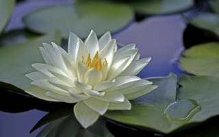 Картинка белая, лепестки, цветок, лилия, вода, водяная