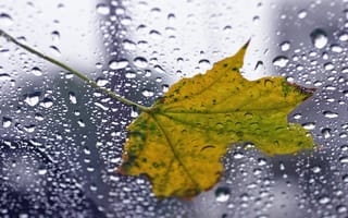 Картинка макро, стекло, листок, капля, листья, листки, Canon EOS DIGITAL REBEL, капли, фотографии, дождь, дожди, стёкла, красивые, фоновые