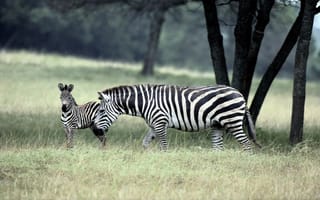Картинка зебры, zebra, семейство