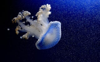 Картинка синее, медуза, вода