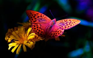 Картинка flower, цветок, бабочка, butterfly