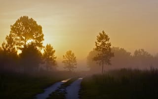 Картинка утро, пейзаж, дорога, туман
