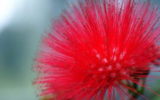 Картинка Powderpuff Tree, красный, цветок, мимоза