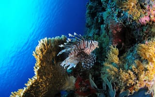 Картинка Крылатки, fish, море, underwater, coral, рыбы, sea, Lionfish, подводный, кораллы