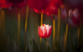 Картинка природа, тюльпаны, фокус, красный, весна
