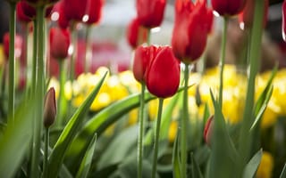 Картинка тюльпаны, цветы, весна, фокус, красные, природа
