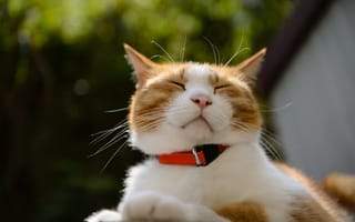 Картинка кот, котэ, солнце, отдых, ошейник, спит, лежа