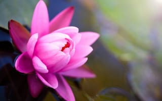 Картинка цветок, лотос, кувшинка, водяная лилия, вода, пруд, розовый