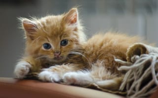 Картинка котенок, рыжий, морда