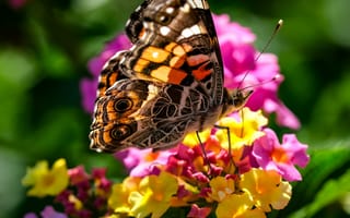 Картинка репейница, бабочка, цветы