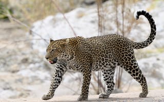 Картинка леопард, движение, хищник