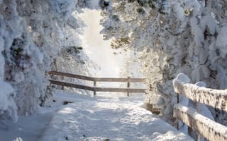 Картинка тропа, деревья, снег