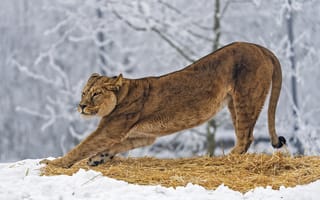 Картинка львица, хищник, большая кошка
