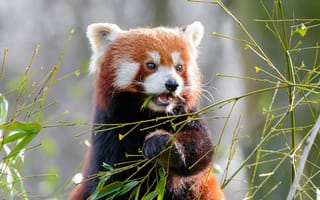 Картинка красная панда, бамбук, милый