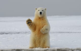 Картинка полярный медведь, медведь, лапа