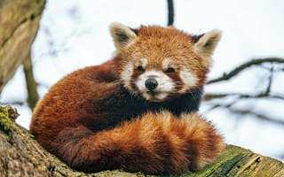 Картинка красная панда, животное, пушистый