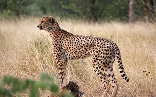 Картинка гепард, большая кошка, профиль