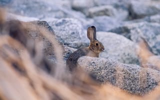 Картинка кролик, заяц, профиль