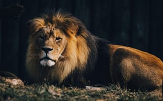 Картинка лев, животное хищник, большая кошка