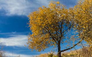 Картинка дерево, листья, осень