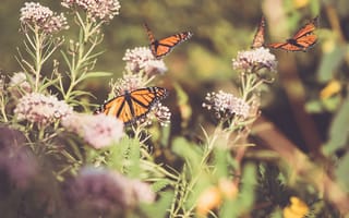 Картинка монарх, бабочка, тмин