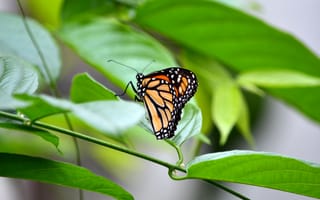 Картинка монарх, бабочка