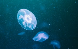Картинка медузы, свечение, прозрачный