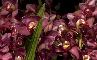 Картинка орхидеи, цветы, много