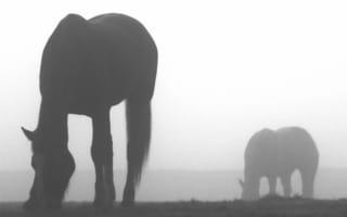 Картинка лошадь, тень, туман