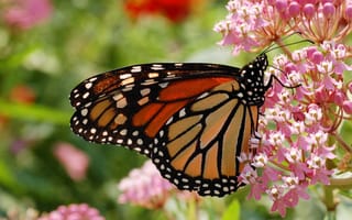 Картинка бабочка, цветок, крылья