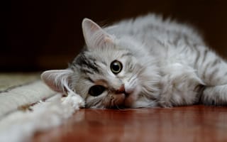 Картинка кот, пушистый, лежать