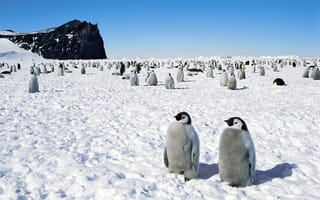 Картинка пингвины, антарктида, птицы