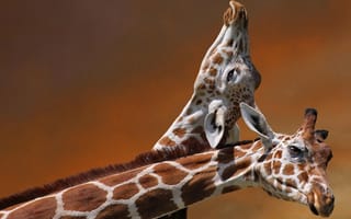 Картинка жирафы, пара, забота