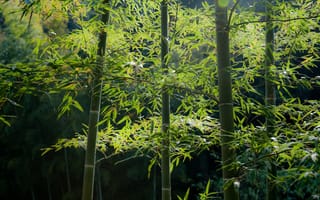 Картинка бамбук, лес, стебли