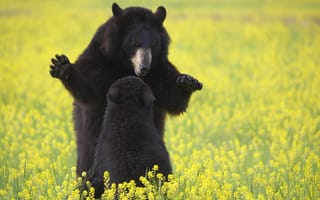 Картинка медведи, трава, цветы