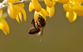 Картинка пчела, листья, трава