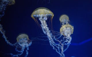 Картинка медуза, щупальца, подводный мир