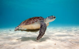 Картинка черепаха, море, вода