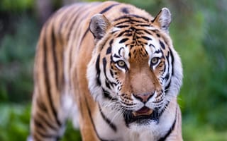 Картинка тигр, дикий, полосатый