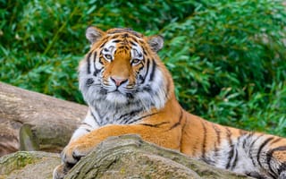 Картинка тигр, большая кошка, камень