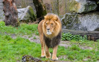Картинка лев, хищник, животное