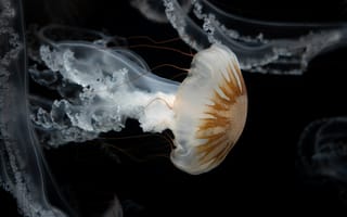 Картинка медуза, щупальца, подводный мир