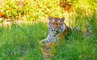 Картинка сибирский тигр, трава, животное