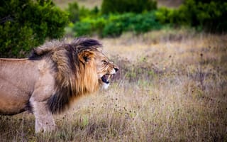 Картинка лев, ревущий, 5к, дикие животные, Национальный парк