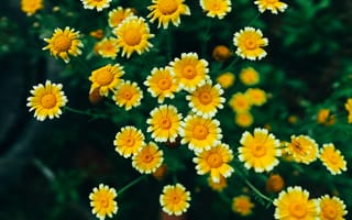 Картинка цветы ромашки, желтые цветы, 5к, Цветочная пыльца, 8k, цвести