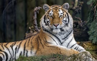 Картинка сибирская тигрица, дикое животное, зоопарк, 5к, хищник, большой кот, деревья, расслабляться