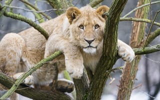 Картинка молодая львица, детеныш, большой кот, 5к, ветви дерева, хищник, Африканский лев, зоопарк